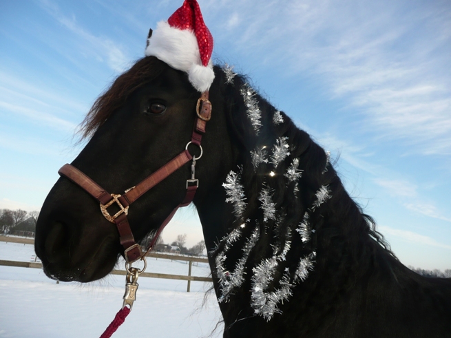 Caring for Your Horse at Christmas